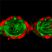 regenerated bile ducts