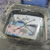 silicon wafer